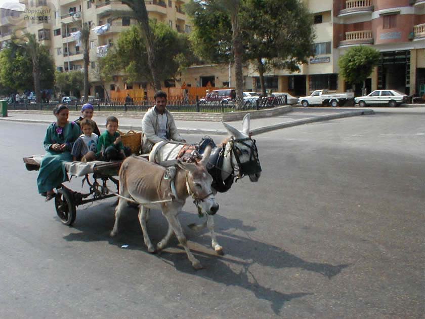 Family on Donkey Cart